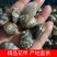 精品★花甲【产地直供】诚信经营✔质量保证✔全国发货