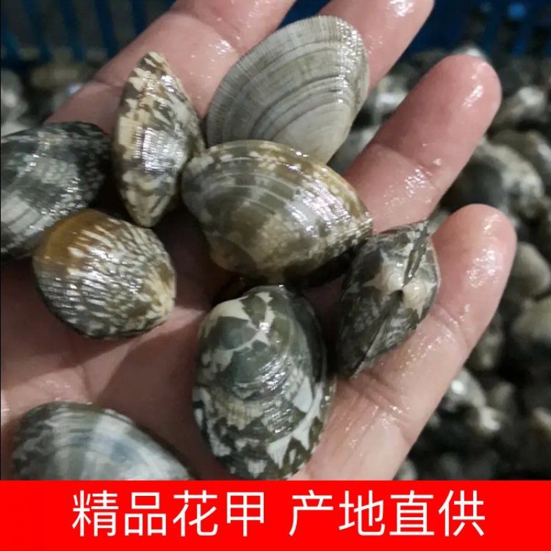 精品★花甲【产地直供】诚信经营✔质量保证✔全国发货