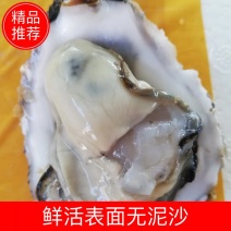 生蚝净化牡蛎鲜活表面无泥沙烧烤专用肥蚝