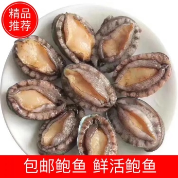 【热销】包邮鲍鱼鲜活鲍鱼营养丰富海鲜珍品