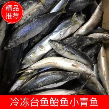 200-300规格冷冻台鱼鲐鱼小青鱼30斤饭店餐厅烧烤店