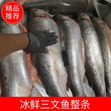 冰鲜三文鱼整条刺身新鲜发货拒绝冻鱼