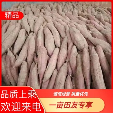 板栗红薯秦薯4号秦薯5号品类全量大价优品质保证欢迎来电