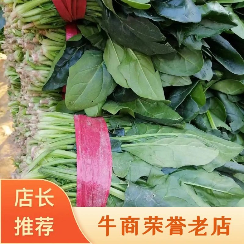 精品菠菜大量上市20公斤到25公分有要的联系我