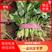 精品小叶菠菜产地直发新鲜上市大量供应批发绿叶蔬菜