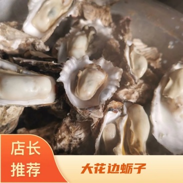 大家好我是山东日照码头一手货源，大花边蛎子上市了。需要的