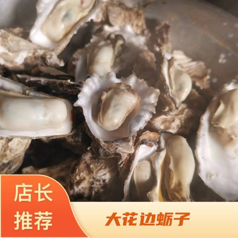 大家好我是山东日照码头一手货源，大花边蛎子上市了。需要的