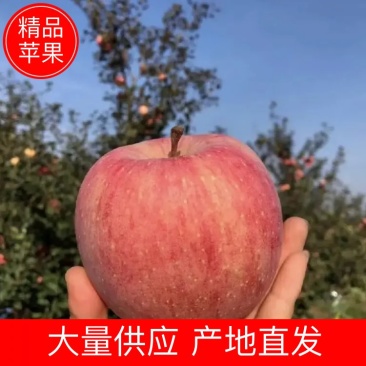 【苹果】红富士苹果山东纸袋红富士苹果大量供应品质保
