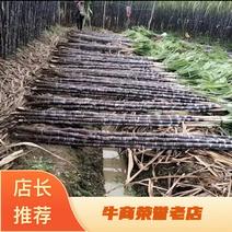 广西桂林甘蔗黑皮甘蔗黄皮甘蔗种植基地全国发货