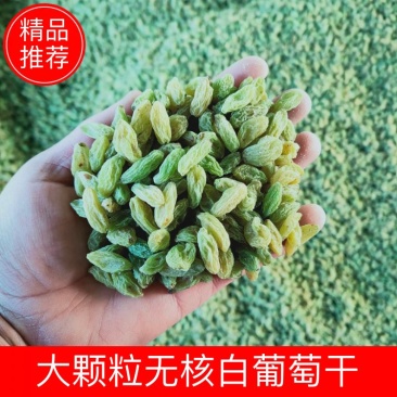 大颗粒无核白葡萄干，颗粒泡满，干度好，颗粒大。