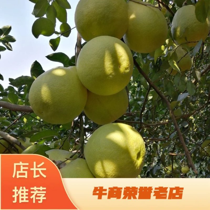 江永县香柚大量上市中，质优价廉甜度高，百年老树结果