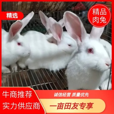 湖北肉兔自家养殖基地品质保证诚信经营欢迎联系接商超市场