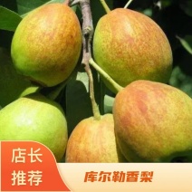 库尔勒香梨月底上市大量梨园出售