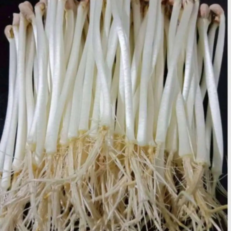 河南精品花生芽大量批发，货源充足稳定，对接大型采购商