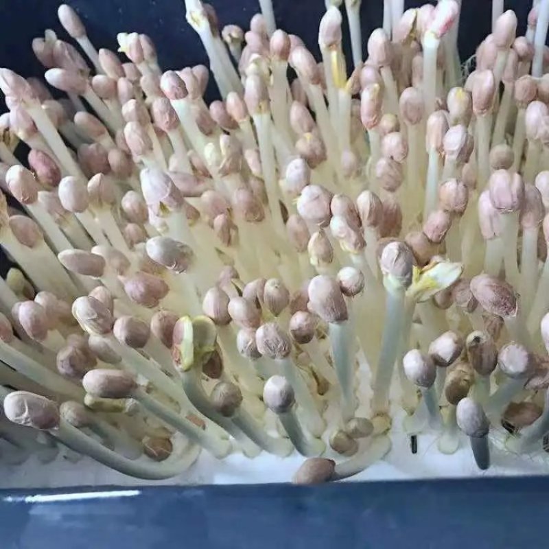 河南精品花生芽大量批发，货源充足稳定，对接大型采购商