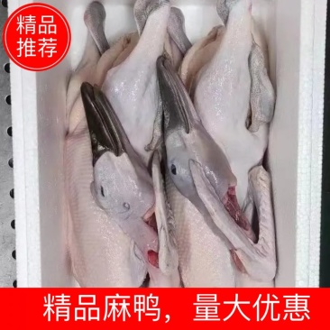 黑嘴麻鸭白条，中年麻鸭，全净膛麻鸭，精品麻鸭，量大优惠