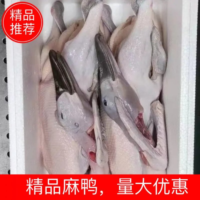 黑嘴麻鸭白条，中年麻鸭，全净膛麻鸭，精品麻鸭，量大优惠
