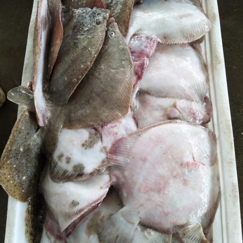 山东精品金鲳鱼，品种齐全规格多样，量大从优，全国包邮