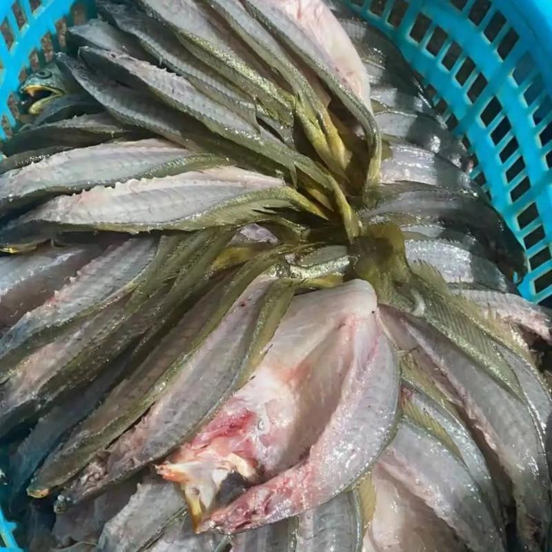 山东精品黄鱼鲞，规格多样可选，量大从优，价格可谈欢迎来电