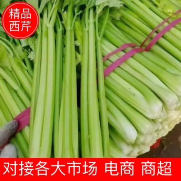 【芹菜】河北优质西芹大量供应对接各大市场电商商超