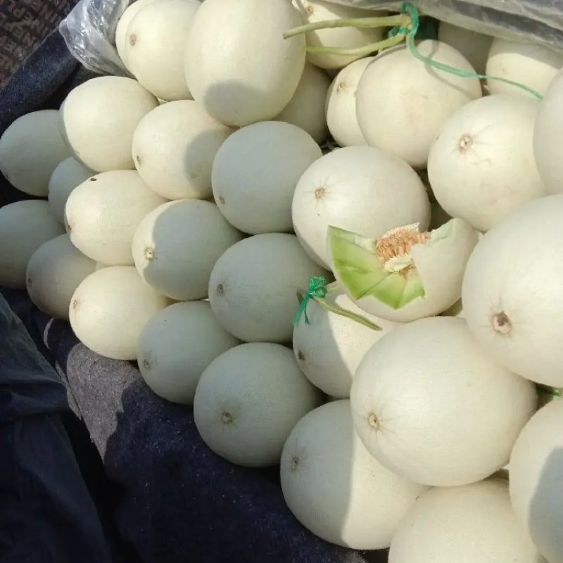 冰淇淋玉菇大量供应产地发货对接电商大型批发商
