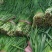 大量供应韭菜大量上市对接大型批发欢迎来电咨询合作
