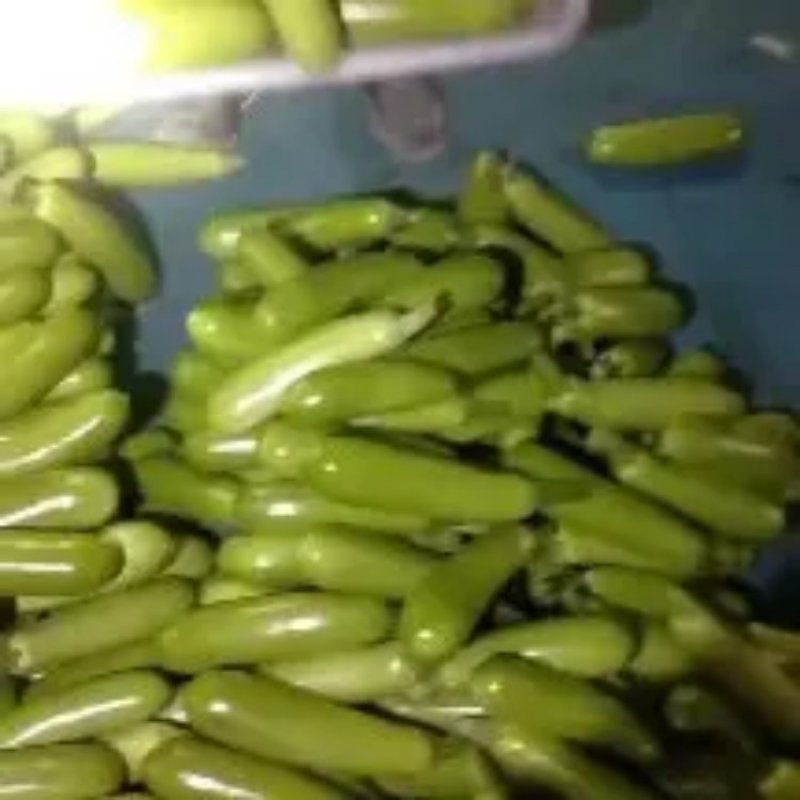 大量供应优质西葫芦产地供应价格优惠欢迎来电咨询洽谈