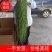 一级贡菜干一件代发基地发货一手货源批发品质保证价格优惠