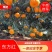蜜桔/广西蜜橘/产地直发/量大价优/欢迎老板致电