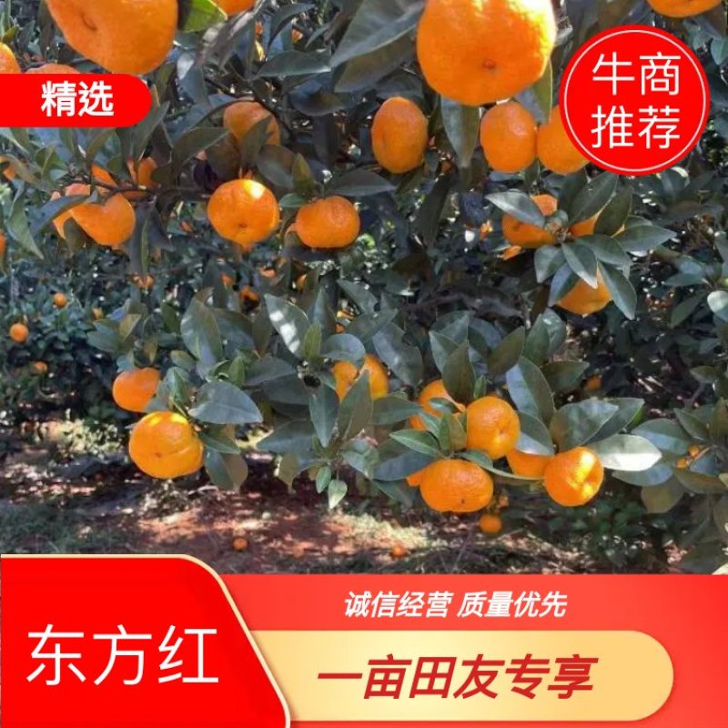 蜜桔/广西蜜橘/产地直发/量大价优/欢迎老板致电