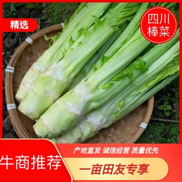 [精选]四川绵阳棒菜产地直发专业代办现摘现发