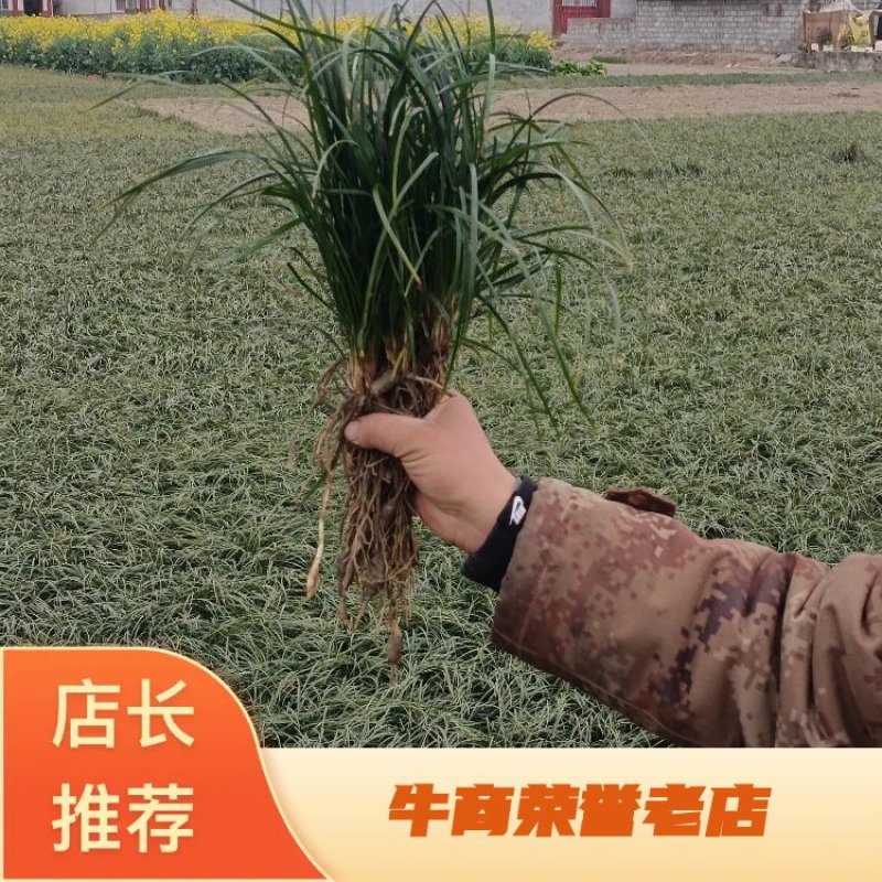 [精选]四川绵阳草坪草麦冬草地皮草坪产地直发