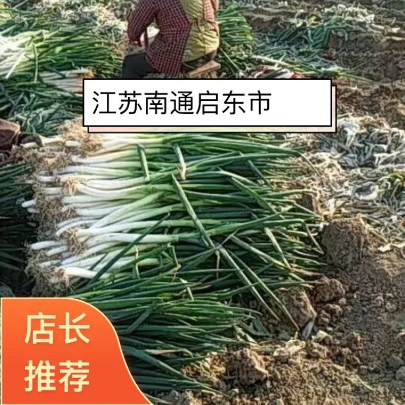 江苏产地毛葱大量发货中量大价格可商议欢迎联系