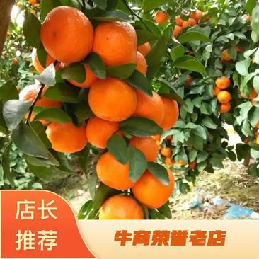 广东正宗砂糖橘，细皮果，大吨位供应，一条龙服务