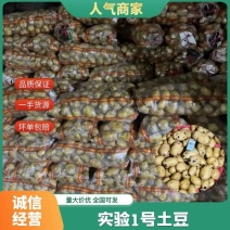 实验一号土豆市场商超干洗精品沃土荷兰土豆全国可供