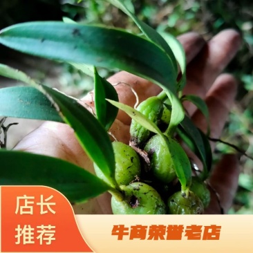 新鲜靓货双叶小果石橄榄