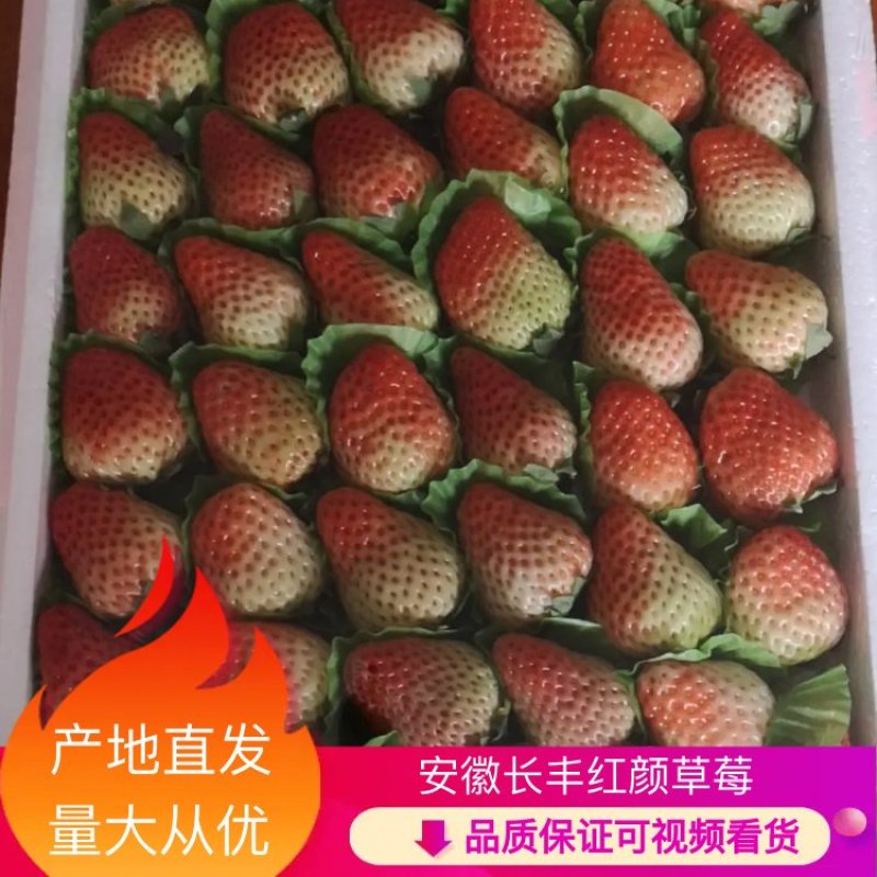 【推荐】安徽红颜草莓中果18克以上品质保证欢迎来电咨询