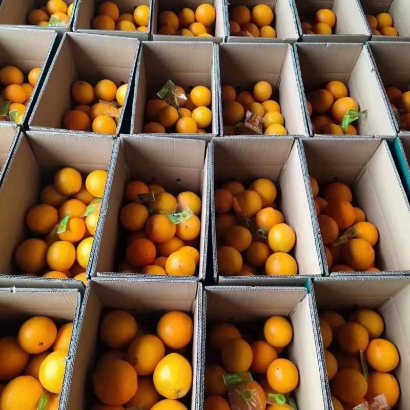 精品赣南脐橙价格优惠品质保证一手货源市场商超电商来电咨询