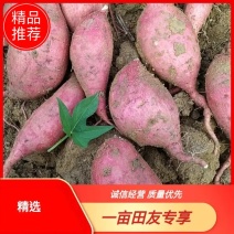 广薯87板栗薯，红皮黄肉对接中低端市场，电商，可视频看货