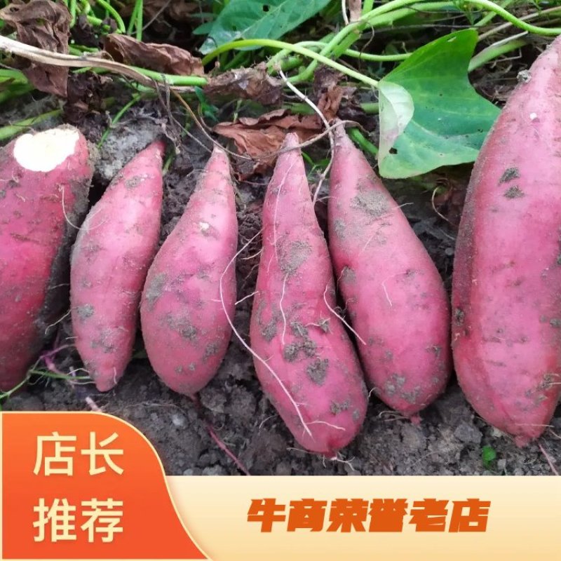 【推荐】红薯，产地发货，货源充足，对接中低端市场，电商