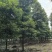 小叶桢楠木8-39公分规格多样可选四川基地培育一手货源
