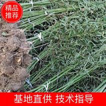 竹子1一5米高批发品种有青竹黄金竹紫竹箬竹