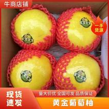【将乐千亩基地】黄金葡萄柚西柚多汁甜心柚商超市场高品质