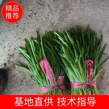 山东聊城【优质小叶韭菜】种植基地直发货源充足量大从优