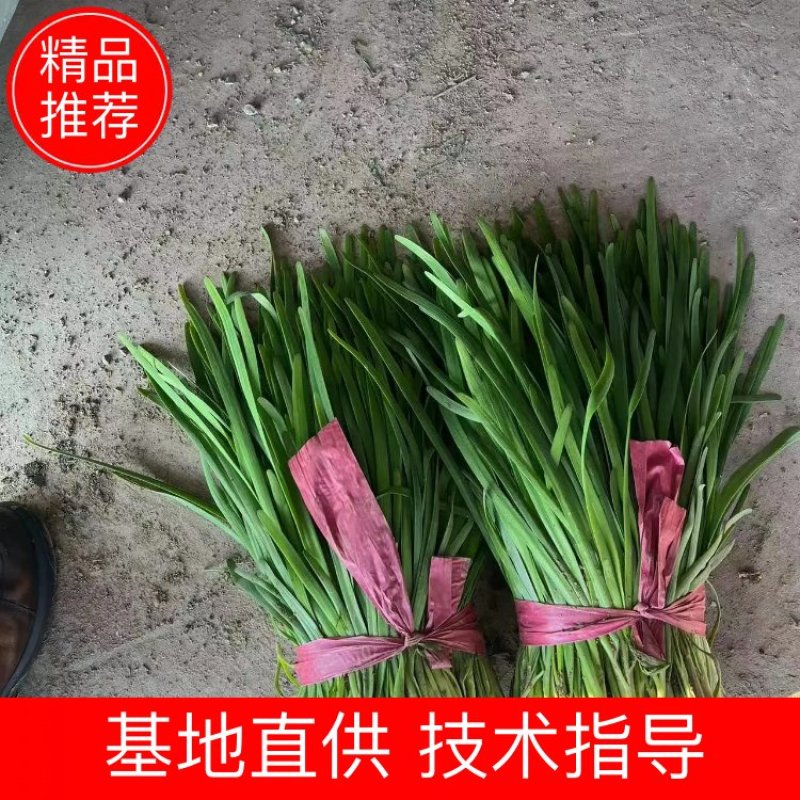 山东聊城【优质小叶韭菜】种植基地直发货源充足量大从优