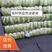 吉林白菜精品矮颗，黄心白菜，大量出售中对接市场
