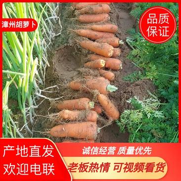 【基地直发】漳州精品胡萝卜大量上市品质保证量大从优欢迎电联