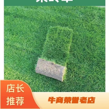 混播果岭草基地直供量大优惠货源充足来电咨询