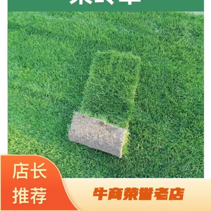 混播果岭草基地直供量大优惠货源充足来电咨询