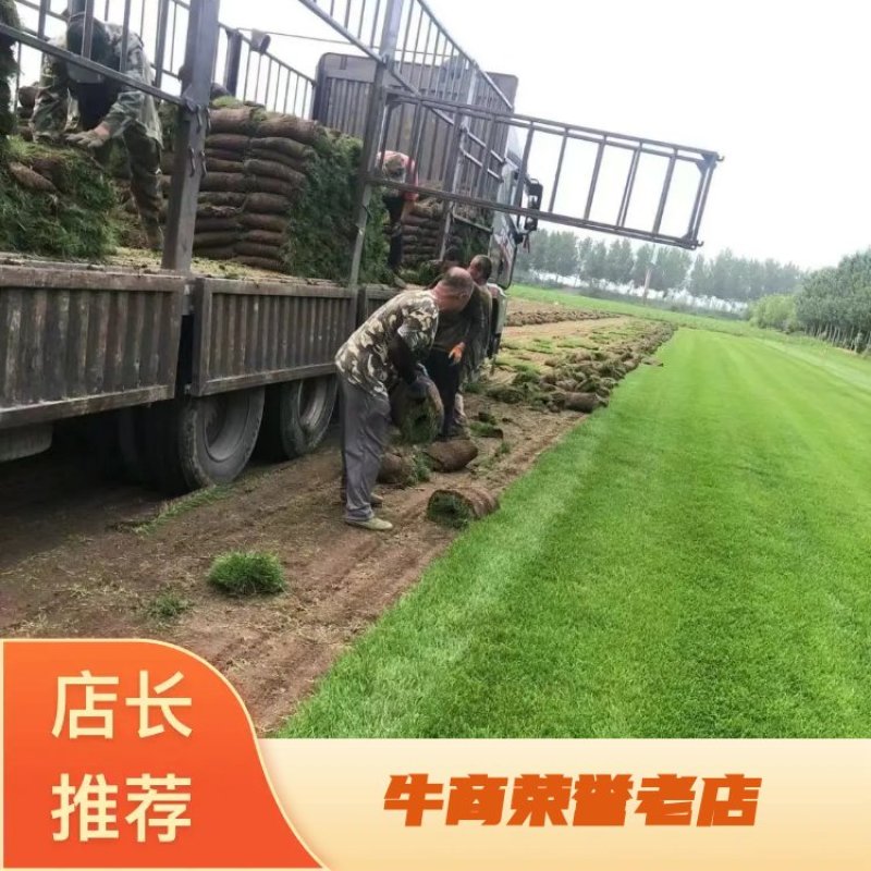 百幕大草坪草大量供应中销往全国欢迎来电咨询视频看货